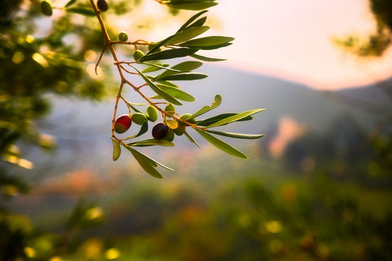 5 Wege, gesunde Fette in deine Ernährung einzubauen